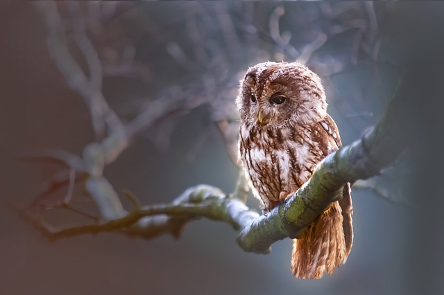 Some sort of owl looking contemplative